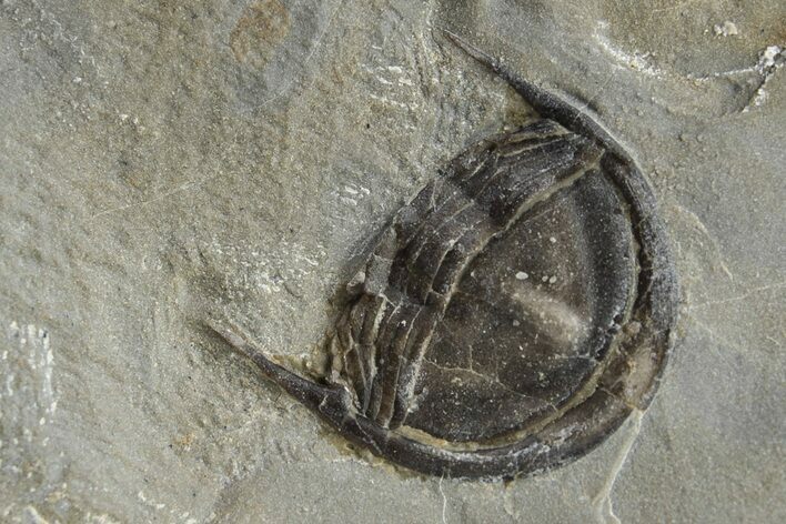 Enrolled Isoteloides Flexus Trilobite - Fillmore Formation, Utah #226179